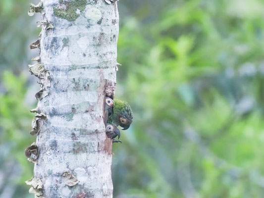 Braunkopfsittich, Dusky-headed Parakeet - Aratinga weddellii