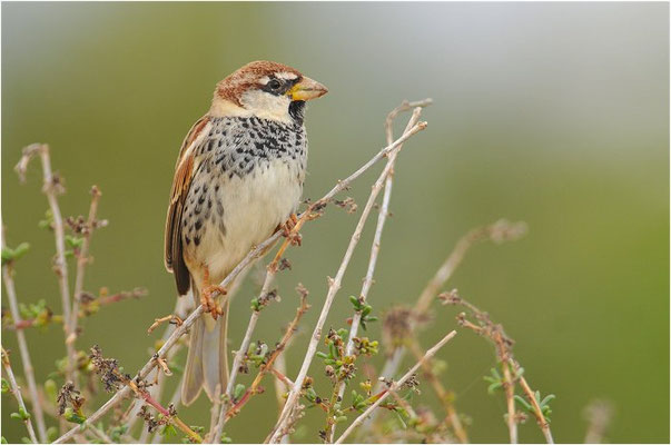 WEIDENSPERLING, SPANISH SPARROW, PASSER HISPANIOLENSIS