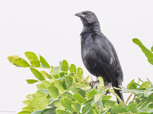 Buschstärling, Scrub Blackbird - Dives warczewiczi