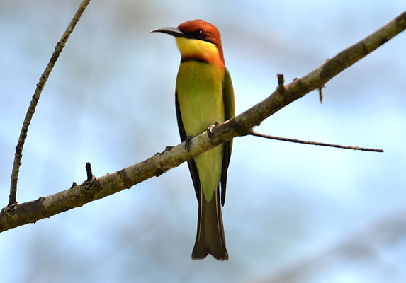 BENGALSPINT, CHESTNUT-HEADED BEE-EATER, MEROPS LESCHENAULTI