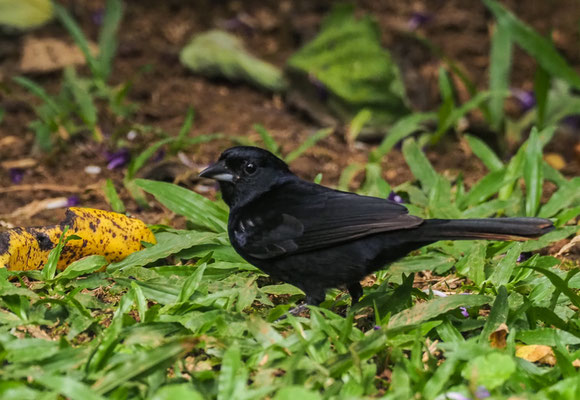 SCHWARZTANGARE, WHITE-LINED TANAGER, TACHYPHONUS RUFUS 