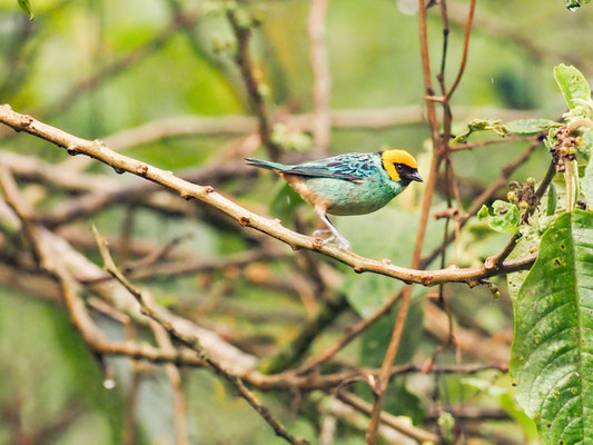 Gelbkopftangare, Saffron-crowned Tanager - tangara xanthocephala