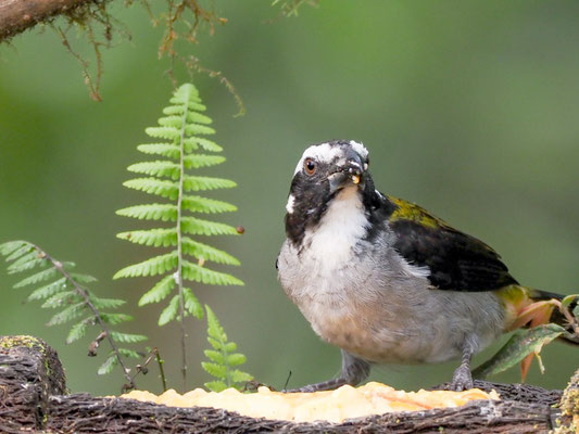 Schwarzschwingensaltator, Black-winged Saltator - Saltator atripennis