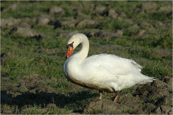HÖCKERSCHWAN, MUTE SWAN, CYGNUS OLOR