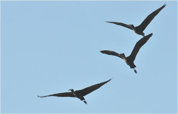 BRAUNER SICHLER, GLOSSY IBIS, PLEGADIS FALCINELLUS