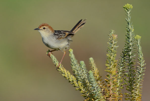 VLIJ-CISTENSÄNGER, LEVAILLANT´S CISTICOLA, CISTICOLA TINNIENS