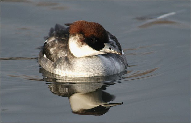 ZWERGSÄGER, SMEW, MERGELLUS ALBELLUS