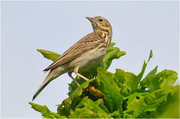 BAUMPIEPER, TREE PIPIT, ANTHUS TRIVIALIS