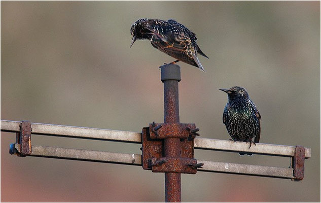 STAR, STARLING, STURNUS VULGARIS