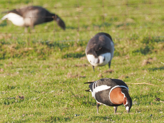 Rothalsgans, Red-breasted goose, Branta rufficollis