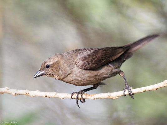 GLANZKUHSTÄRLING, SHINY COWBIRD - MOLOTHRUS BONARIENSIS