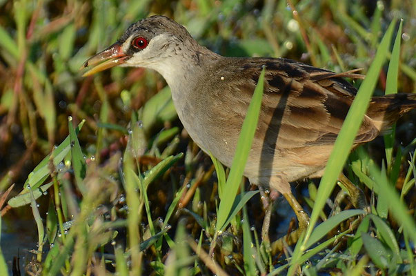 WEISSBRAUENSUMPFHUHN, WHITE-BROWED CRAKE, PORZANA CINEREA