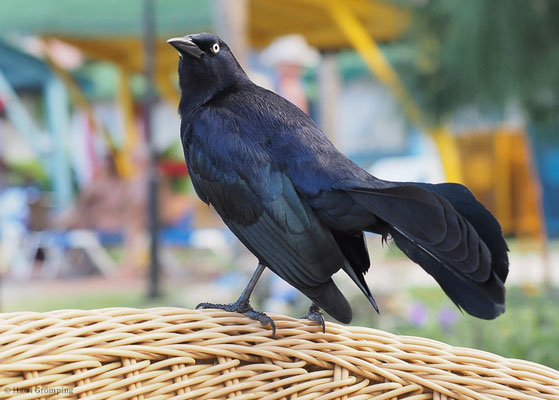 ANTILLENGRACKEL, GREATER ANTILLEAN GRACKLE, QUISCALUS NIGER