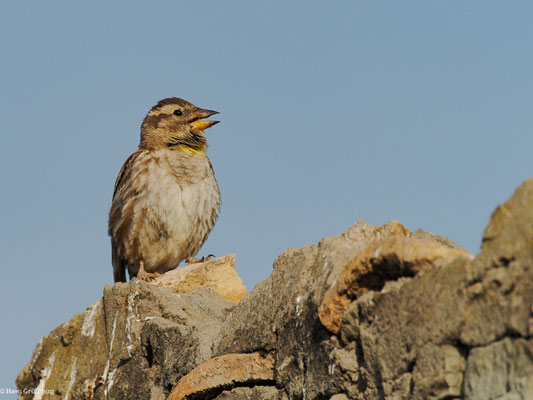 STEINSPERLING, ROCK SPARROW, PETRONIA PETRONIA