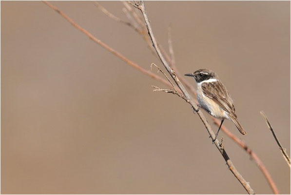 KANARENSCHMÄTZER, FUERTEVENTURA STONECHAT, SAXICOLA DACOTIAE