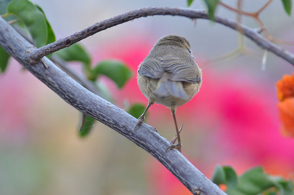 KANARENZILPZALP, CANARY ISLANDS CHIFFCHAFF, PHYLLOSCOPUS CANARIENSIS