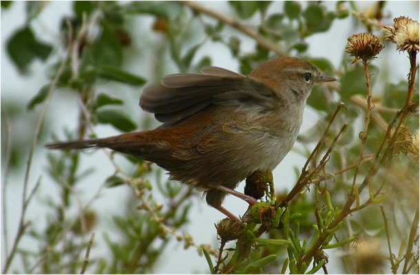 SEIDENSÄNGER, CETTI´S WARBLER, CETTIA CETTI