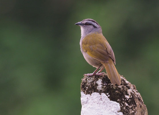 PANAMAAMMER, BLACK-STRIPED SPARROW, ARREMONOPS CONIROSTRIS