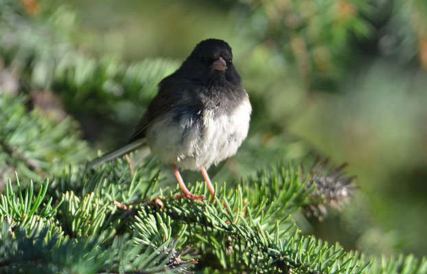 JUNCO, DARK-EYED JUNCO, JUNCO HYEMALIS