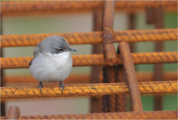 KLAPPERGRASMÜCKE, LESSER WHITETHROAT, SYLVIA CURRUCA