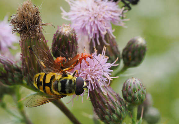 TOTENKOPFSCHWEBFLIEGE, MYATHROPA FLOREA