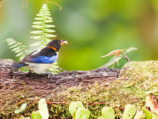 Halsband-Naschvogel, Golden-Collared Honeycreeper - Iridophanes pulcherrimus