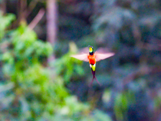 Flammenkolibri, Fiery Topaz - Topaza pyra