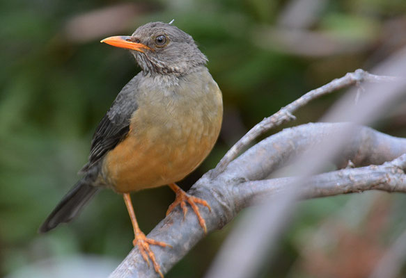 KAPDROSSEL, OLIVE TRUSH, TURDUS OLIVACEUS