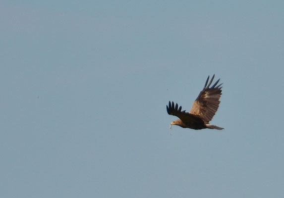 SCHREIADLER, LESSER SPOTTED EAGLE, AQUILA POMARINA