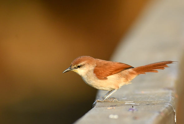 GELBKEHLSCHLÜPFER, YELLOW-THROATED SPINETAIL, CERTHIAXIS CINNAMOMEUS