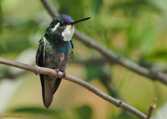 WEISSKEHLNYMPHE,  WHITE-THROATED MOUNTAIN-GEM, LAMPORNIS CASTANEOVENTRIS