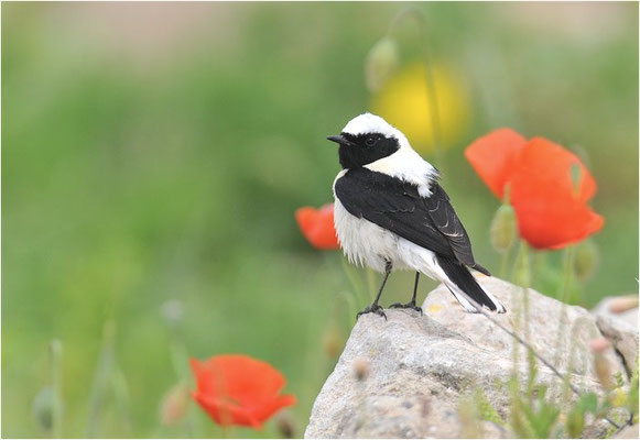 BALKANSTEINSCHMÄTZER, EASTERN BLACK-EARED WHEATEAR, OENANTHE MELANOLEUCA