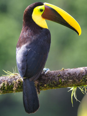 GOLDKEHLTUKAN (SWAINSONTUKAN), CHETNUT-MANDIBLED  TOUCAN,      RAMPHASTOS SWAINSONII 
