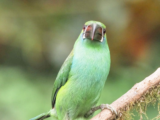 Blutbürzelarassari, Crimson-rumped Toucanet - Aulacorhynchus haematopygus