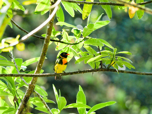 Orangebrustkotinga, Orange-breasted Fruiteater - Pipreola jucunda