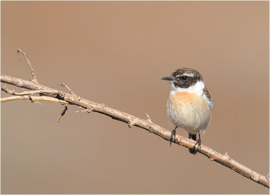 KANARENSCHMÄTZER, FUERTEVENTURA STONECHAT, SAXICOLA DACOTIAE