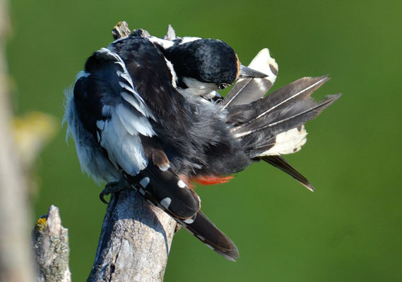 BUNTSPECHT, GREAT SPOTTED WOODPECKER, DENDROCOPOS MAJOR