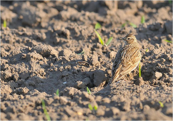 FELDLERCHE, SKYLARK, ALAUDA ARVENSIS