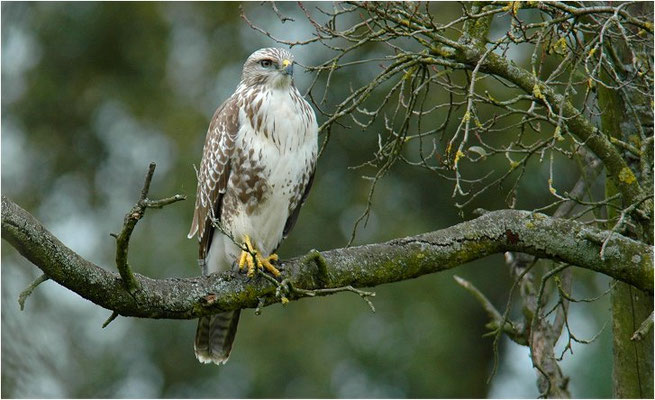 MÄUSEBUSSARD, COMMON BUZZARD, BUTEO BUTEO