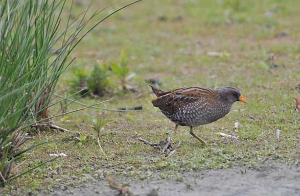 TÜPFELRALLE, SPOTTED CRAKE, PORZANA PORZANA