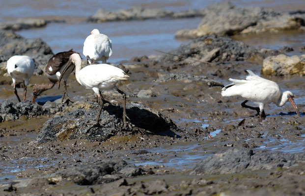 SCHNEESICHLER, WHITE IBIS, EUDOCIMUS ALBUS