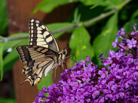 Schwalbenschwanz - Papilio machaon