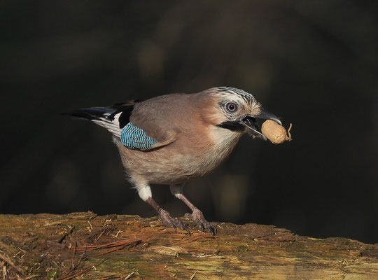 EICHELHÄHER, JAY, GARRULUS GLANDARIUS