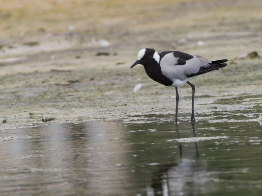 Waffenkiebitz, blacksmith lapwing, vanellus armatus