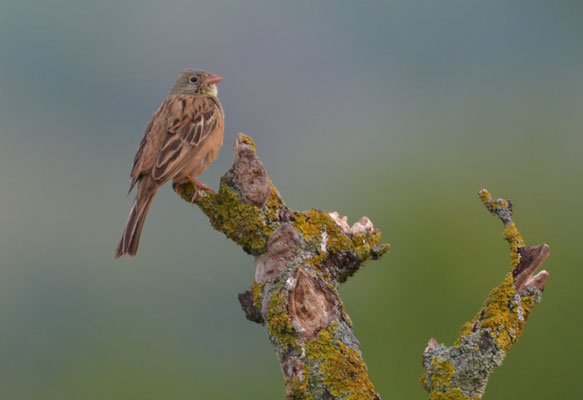 ORTOLAN, ORTOLAN BUNTING, EMBERIZA HORTULANA