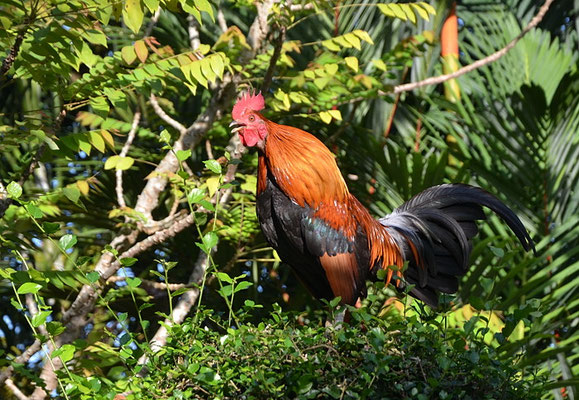 BANKIVAHUHN, RED JUNGLEFOWL, GALLUS GALLUS