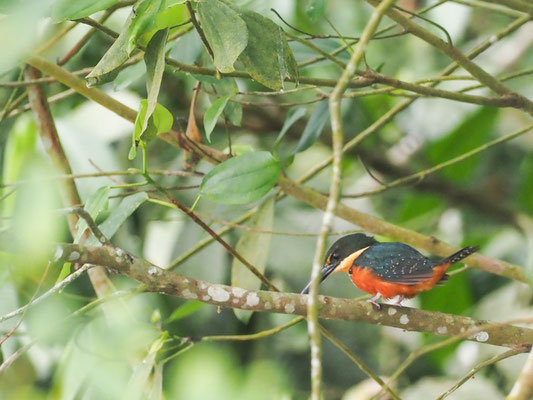 Zweifarbenfischer, Green-and-rufous Kingfisher - Chloroceryle inda