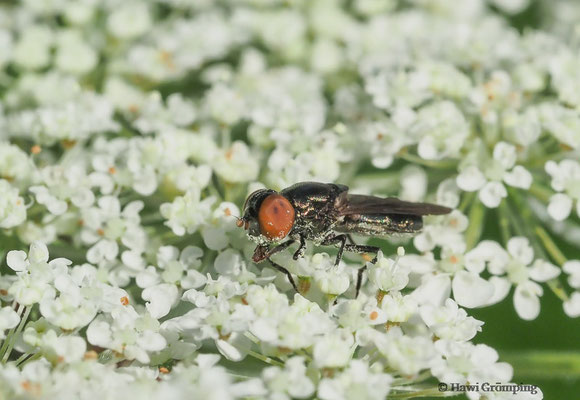 GEMEINE SMARAGDSCHWEBFLIEGE- CHRYSOGASTER SOLSTITIALIS