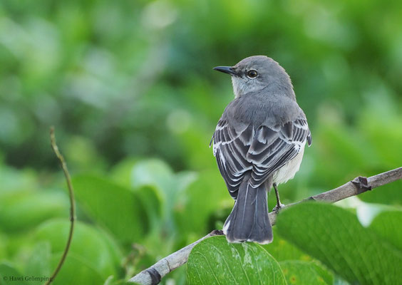 SPOTTDROSSEL, NORTHERN MOCKINGBIRD, MIMUS POLYGLOTTUS