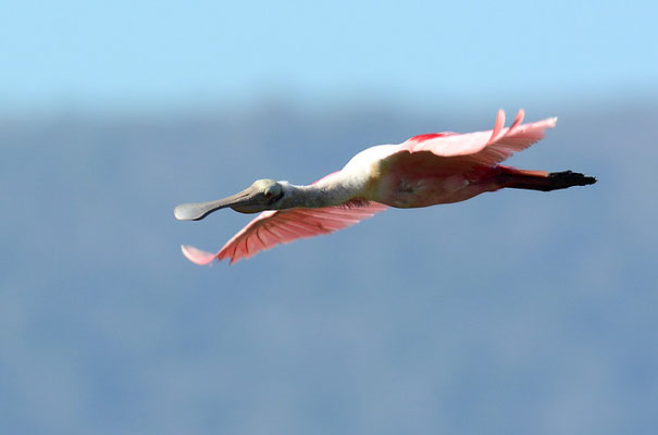 ROSALÖFFLER, ROSEATE SPOONBILL, PLATALEA AJAJA